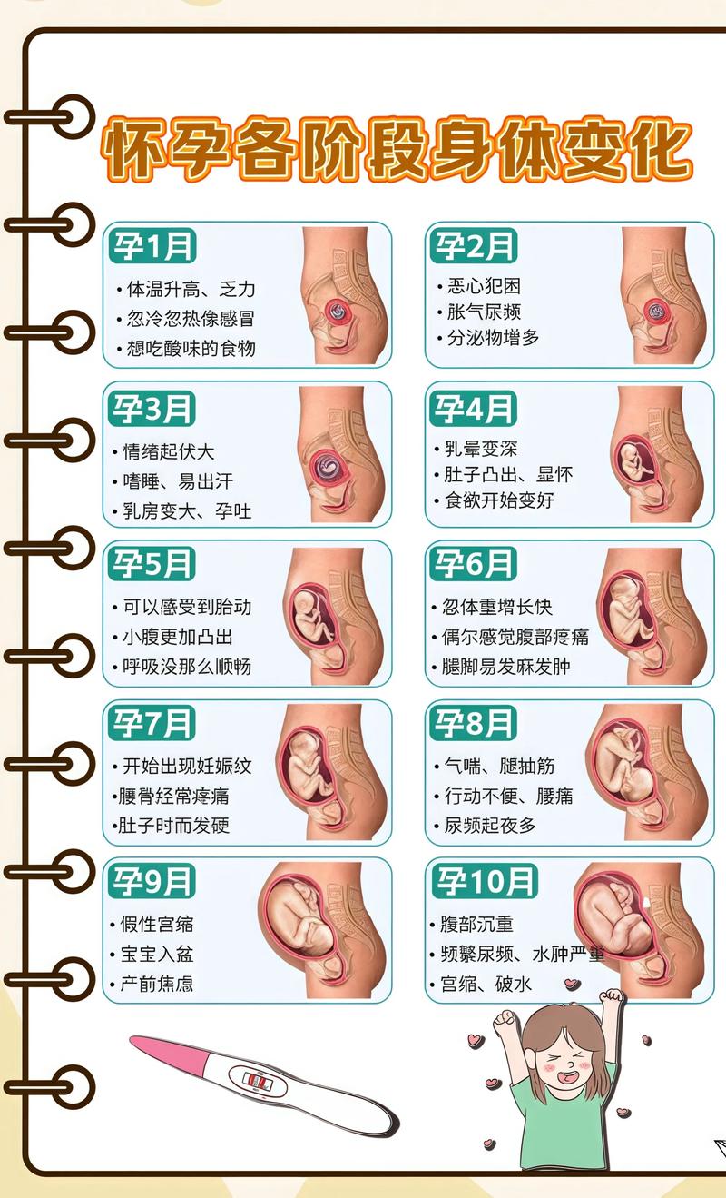 揭秘供卵代孕妈妈怀孕小腹分两节，孕期变化的奥秘文昌代生机构: